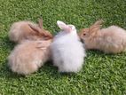Angora rabbit