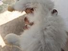 Angora Rabbit