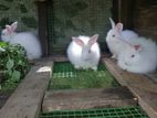 Angora Rabbit