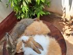 Angora Rabbit