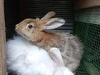 Angora Rabbit