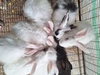 Angora Rabbit