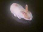 Angora Rabbit