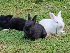 Indoor Angora Rabbit Angora Rabbit for Sale in Negombo | ikman