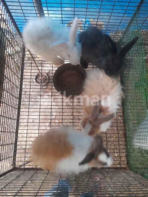 Angora Rabbit for Sale in Negombo | ikman