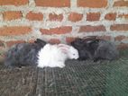 Indoor Angora Rabbit Angora Rabbit for Sale in Negombo | ikman