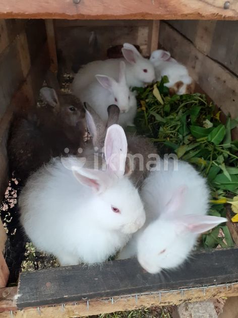 Indoor Angora Rabbit Angora Rabbit for Sale in Negombo | ikman