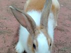 Angora Rabbit
