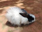 Angora Rabbit