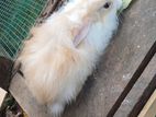 Angora Rabbit