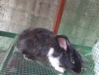 Angora Rabbit