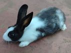 Angora Rabbit