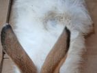 Angora Rabbit