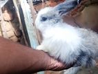 Angora Rabbit