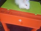 Angora Rabbit
