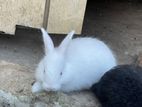 Angora Rabbit