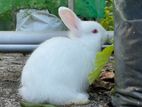 Angora Rabbit
