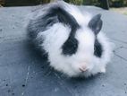 Angora Rabbit