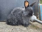 Angora Rabbit