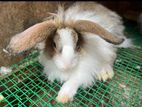Angora Rabbit