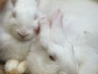 Angora Rabbit