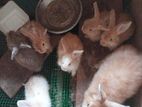 Angora Rabbits