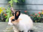 Angora Rabbit