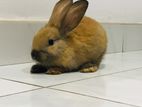 Angora Rabbit