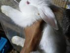 Angora Rabbit