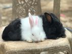 Angora Rabbit