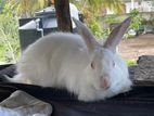 Angora Rabbit