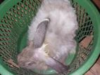 Angora Rabbit