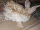 Angora Rabbit