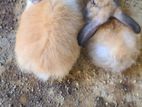 Angora Rabbit
