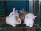 Angora rabbit