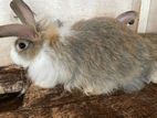 Angora Rabbit