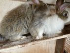 Angora Rabbit