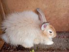 Angora Rabbit