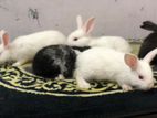Angora Rabbit