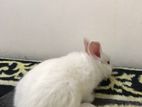 Angora Rabbit