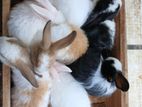 Angora Rabbit