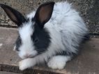 Angora Rabbit
