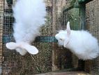 Angora Rabbit