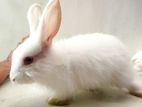 Angora Rabbits