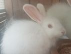 Angora Rabbit