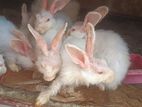 Angora rabbit