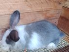 Angora Rabbit