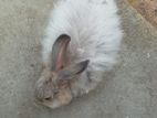 Angora Rabbit