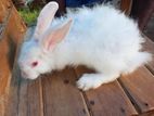 Angora Rabbit Male