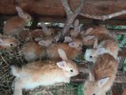 Angora Rabbits